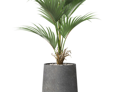 Plants collection 880 3D Модель