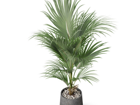 Plants collection 880 3D Модель