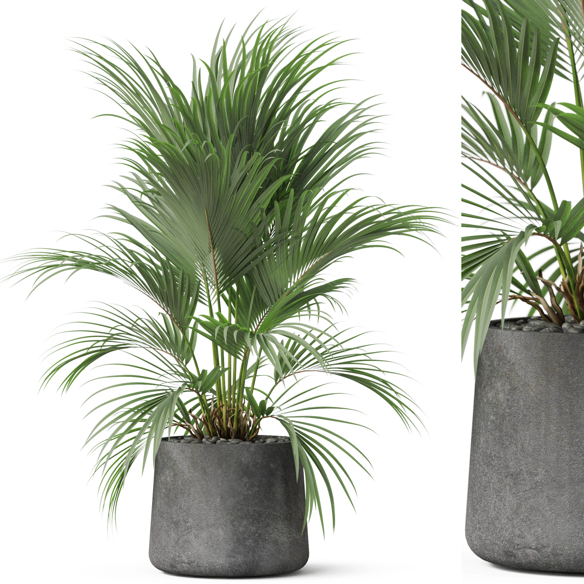 Plants collection 881 3D Model .c4d .max .obj .3ds .fbx .stl .blend 