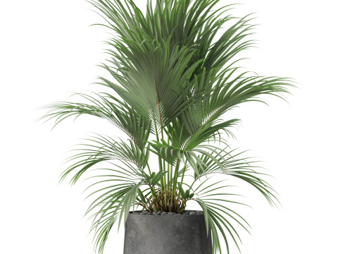 Plants collection 881 3D Model