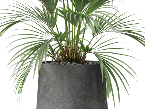 Plants collection 881 3D Model