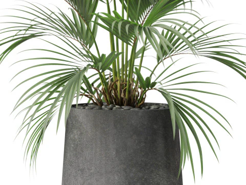 Plants collection 881 3D Model