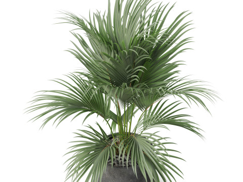 Plants collection 881 3D Model