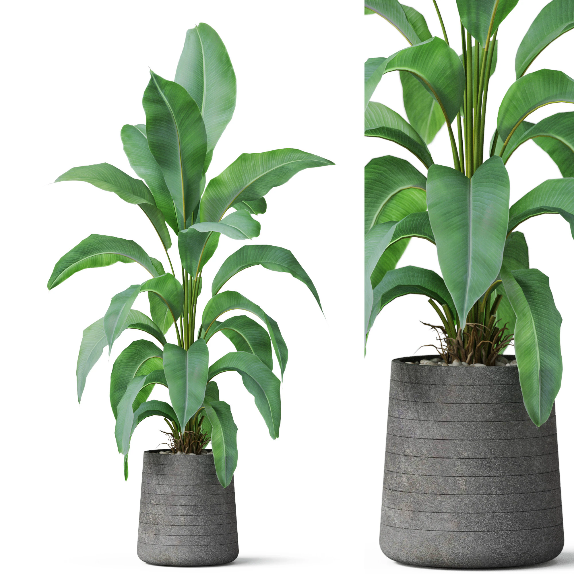 Plants collection 882 3D Model .c4d .max .obj .3ds .fbx .stl .blend 