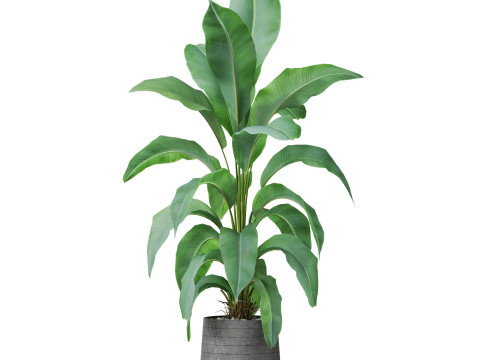 Plants collection 882 3D Model