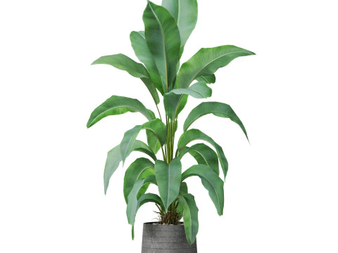 Plants collection 882 3D Model