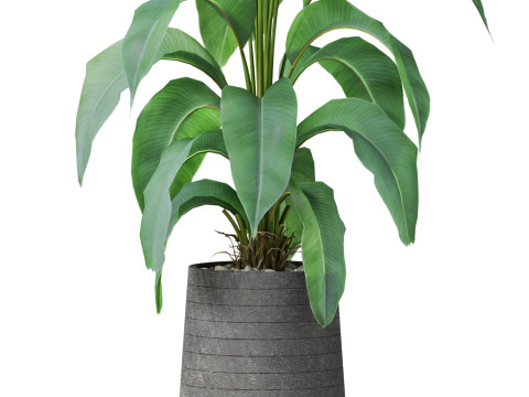 Plants collection 882 3D Model