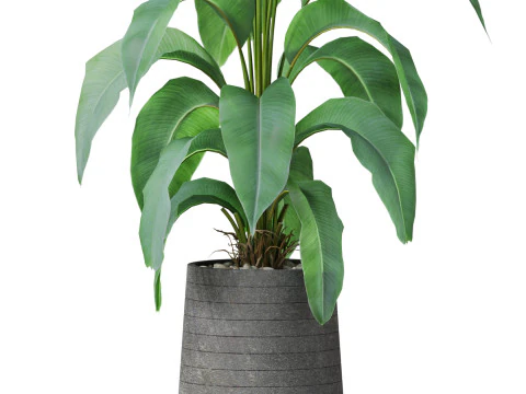 Plants collection 882 3D Model