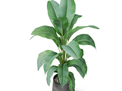 Plants collection 882 3D Model