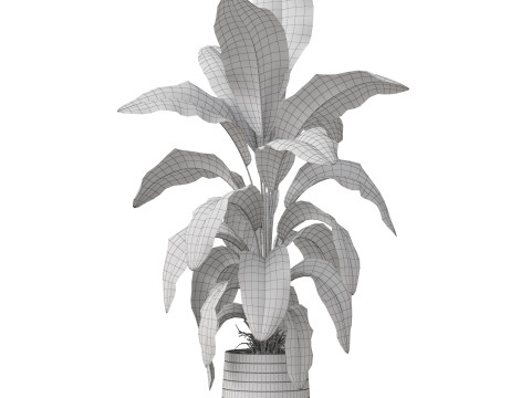 Plants collection 882 3D Model