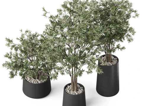 Plants collection 883 3D Model