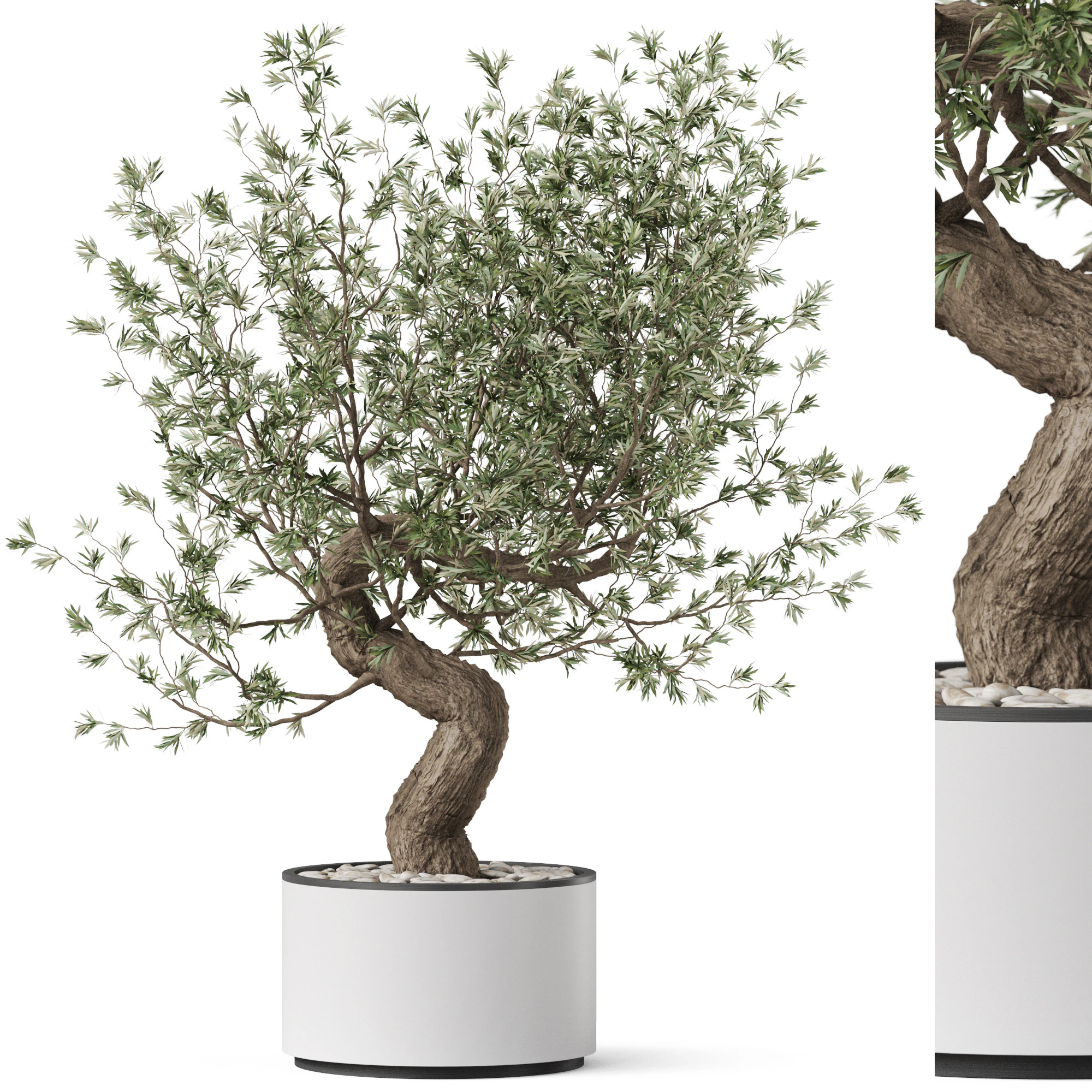 Plants collection 884 3D Model .c4d .max .obj .3ds .fbx .stl .blend 