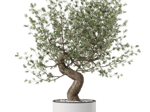 Plants collection 884 3D Model