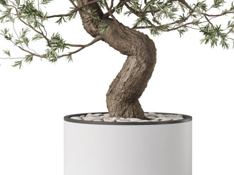 Plants collection 884 Model 3D