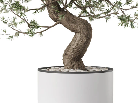 Plants collection 884 3D Model