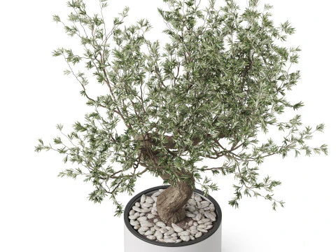 Plants collection 884 3D Model