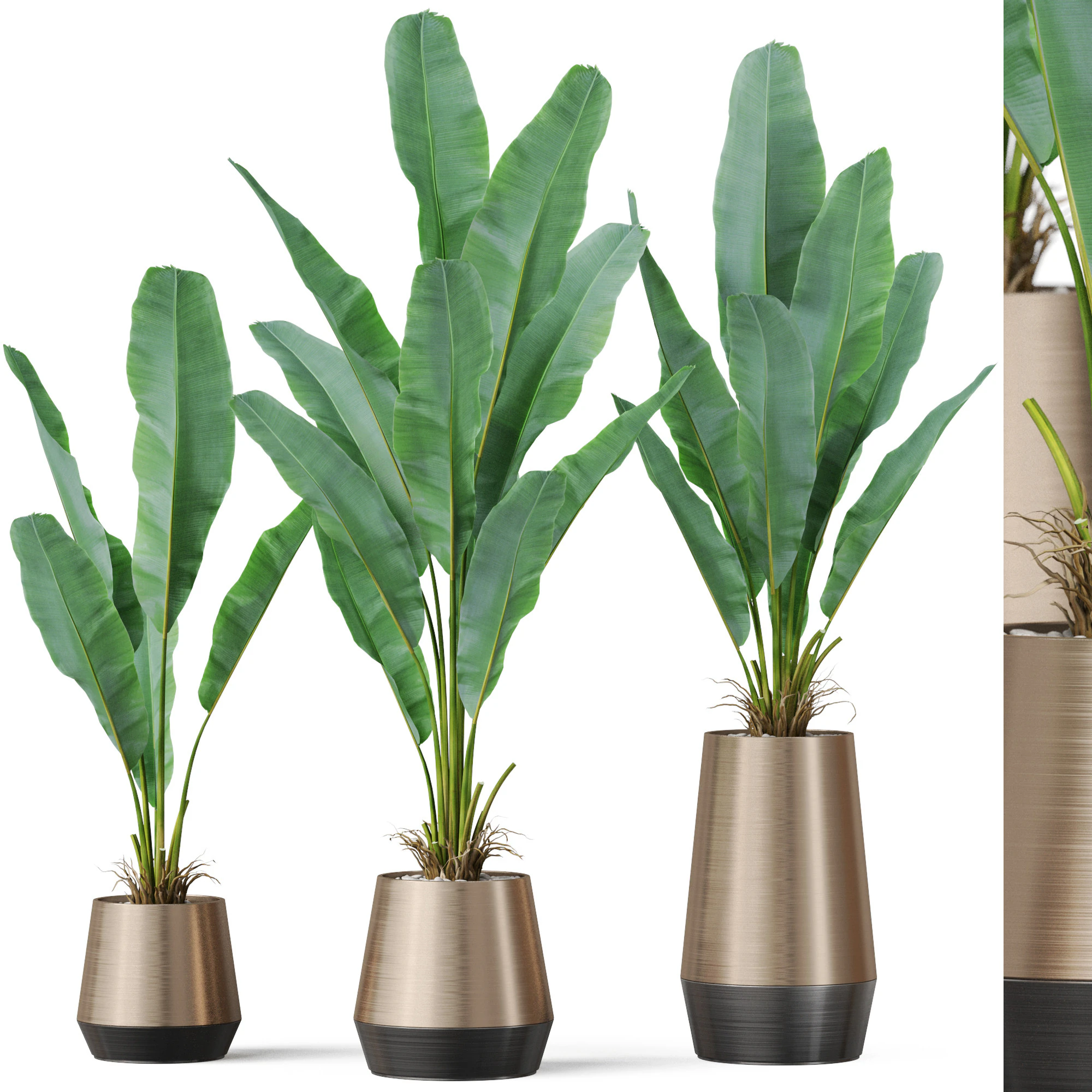 Plants collection 885 3D Model .c4d .max .obj .3ds .fbx .stl .blend 