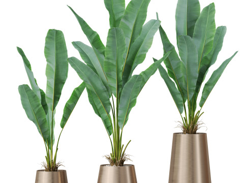 Plants collection 885 Modelo 3D