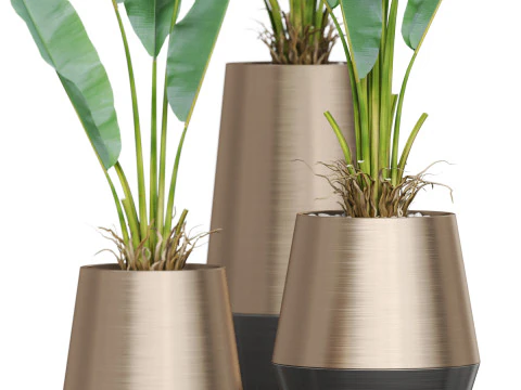 Plants collection 885 3D Model