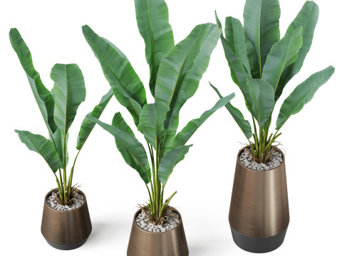 Plants collection 885 Modelo 3D