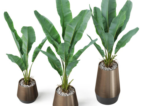 Plants collection 885 3D Model