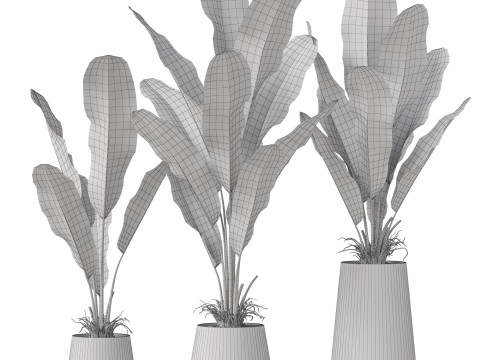 Plants collection 885 Modelo 3D