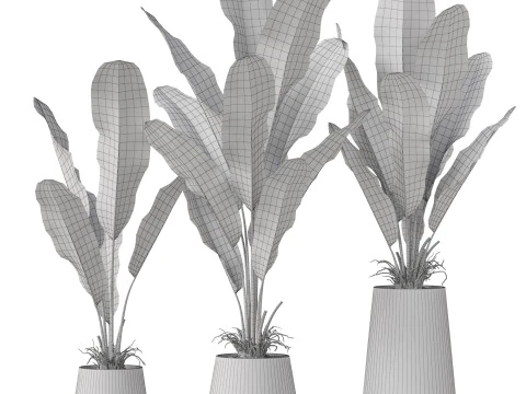 Plants collection 885 3D Model