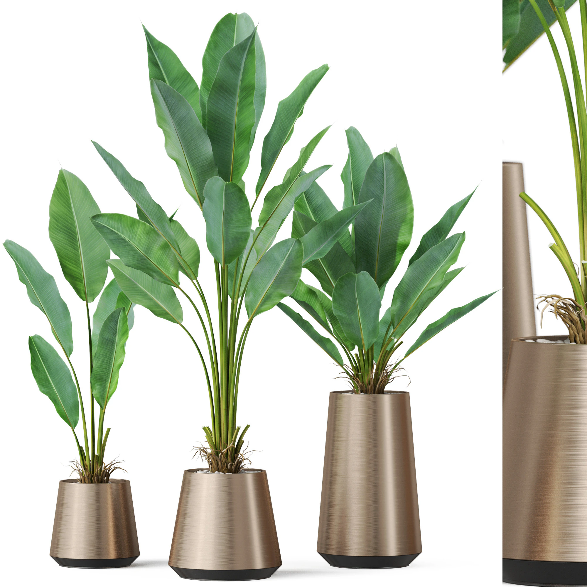 Plants collection 886 3D Model .c4d .max .obj .3ds .fbx .stl .blend