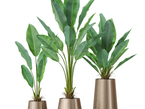 Plants collection 886 3D Model