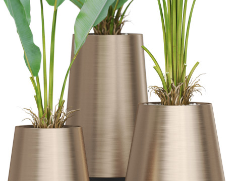 Plants collection 886 Modelo 3D