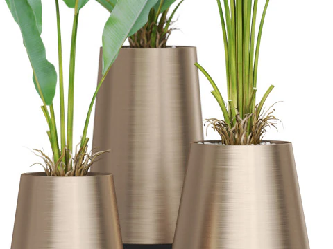 Plants collection 886 3D Model