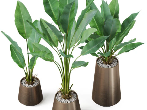Plants collection 886 3D Model