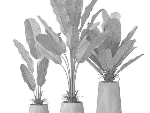 Plants collection 886 Modelo 3D