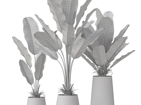 Plants collection 886 3D Model