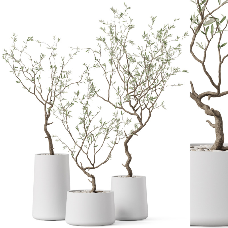 Plants collection 887 3Dモデル .c4d .max .obj .3ds .fbx .stl .blend