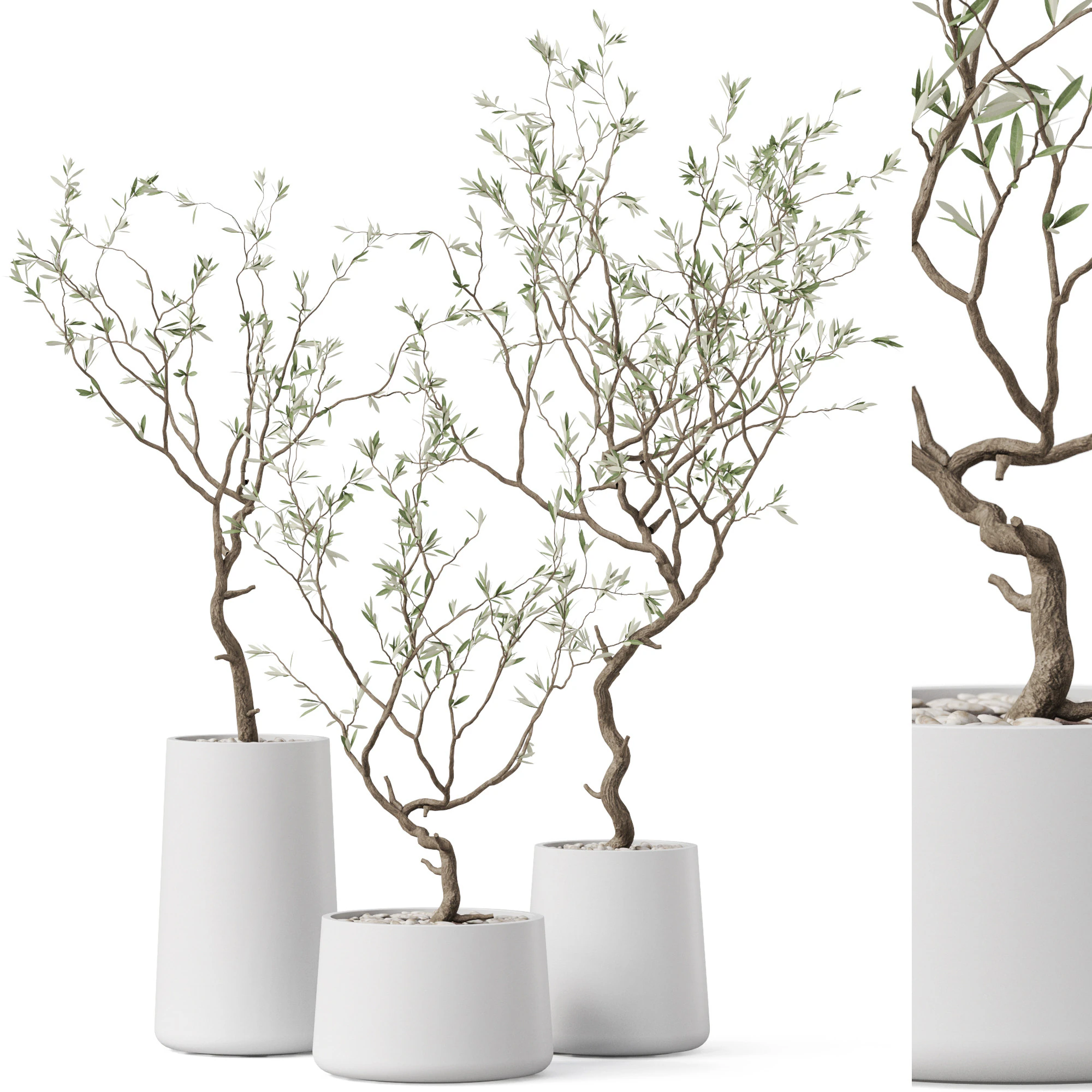 Plants collection 887 3D Model .c4d .max .obj .3ds .fbx .stl .blend 