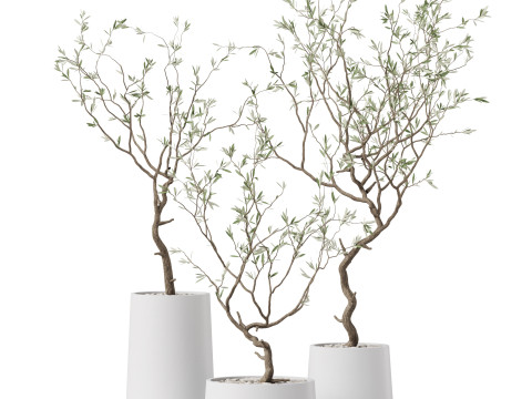 Plants collection 887 3Dモデル