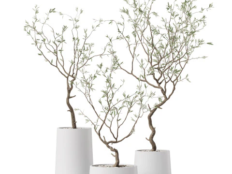Plants collection 887 3D Model