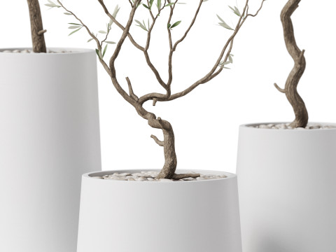 Plants collection 887 3Dモデル