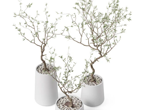 Plants collection 887 3D Model