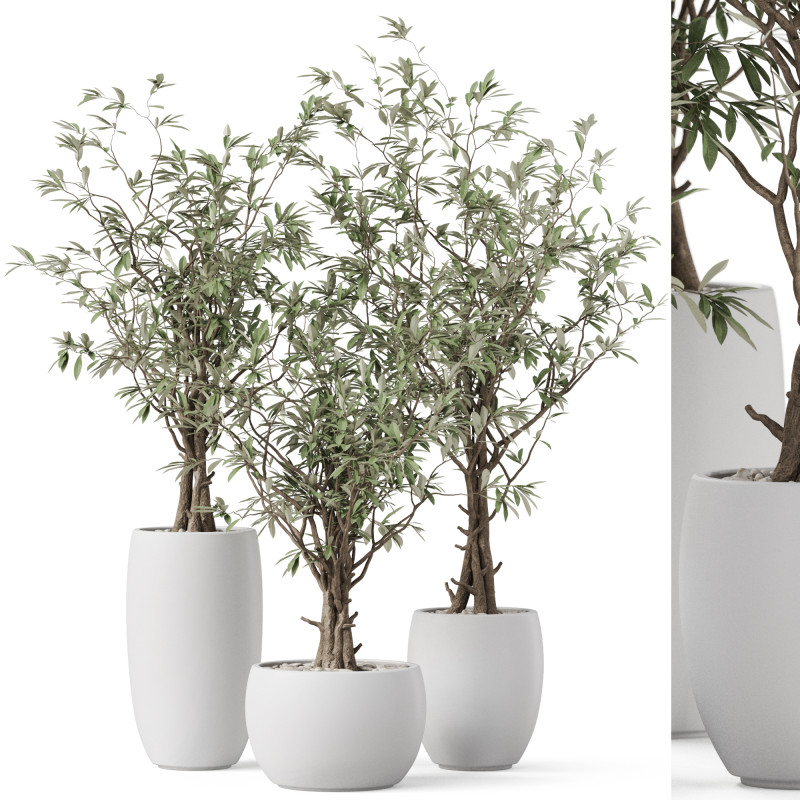 Plants collection 888 3D Модель .c4d .max .obj .3ds .fbx .stl .blend