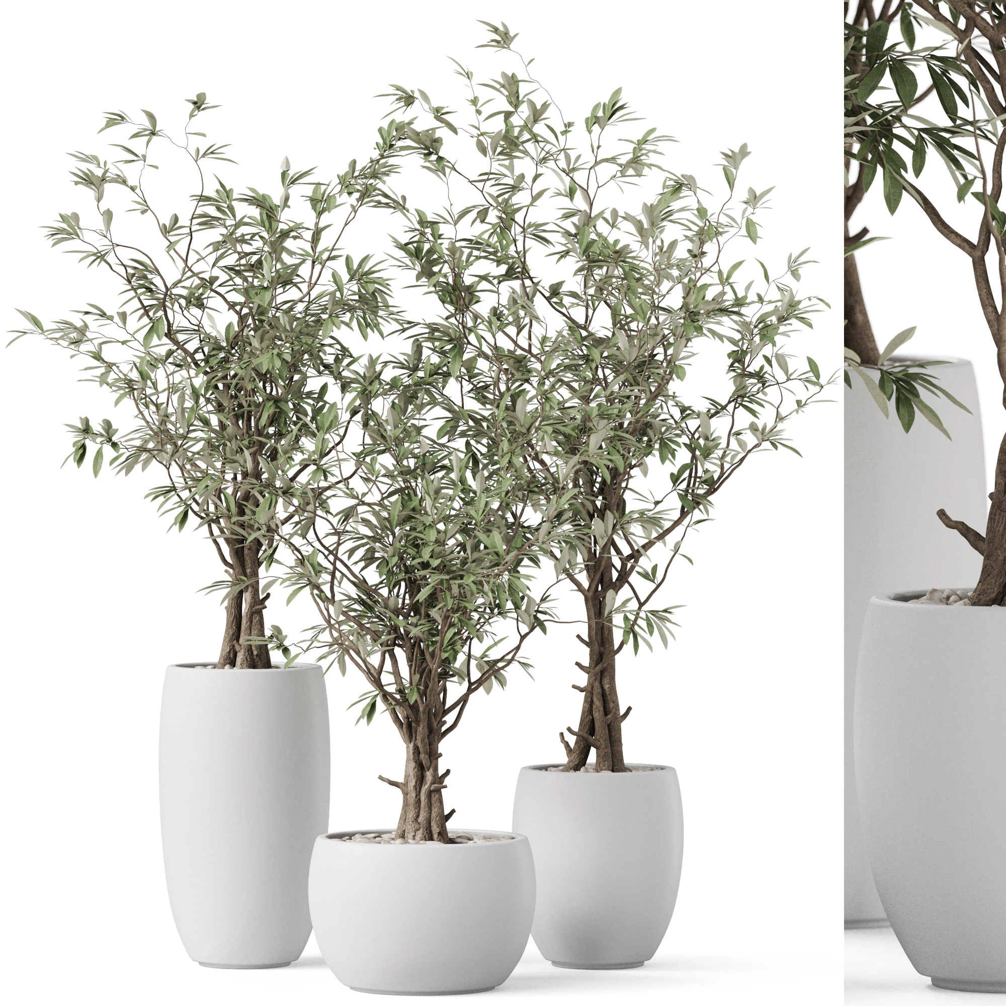 Plants collection 888 3D Model .c4d .max .obj .3ds .fbx .stl .blend 