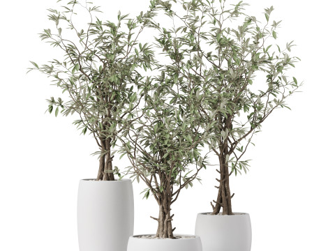 Plants collection 888 3D Модель
