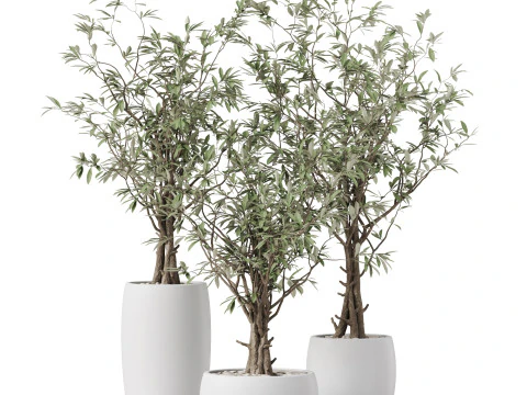 Plants collection 888 3D Model