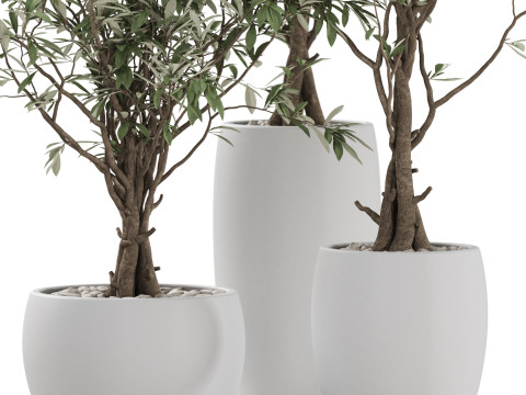 Plants collection 888 3D Модель