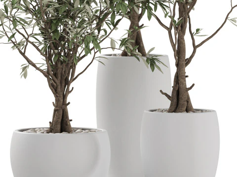 Plants collection 888 3D Model