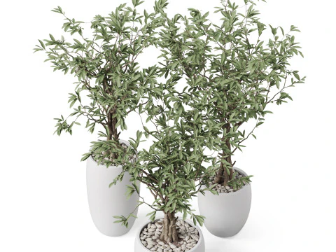 Plants collection 888 3D Model