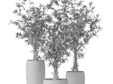 Plants collection 888 3D Model