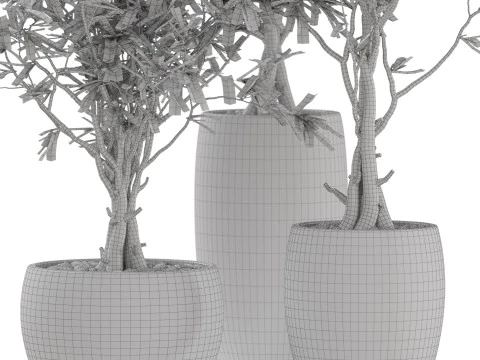 Plants collection 888 3D Model