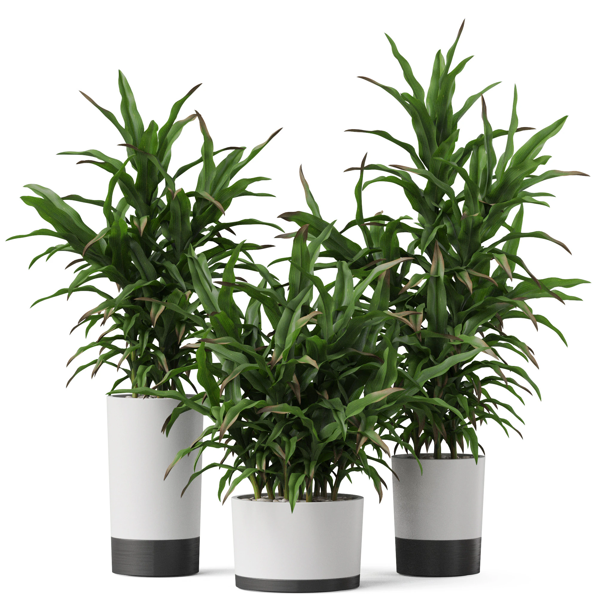 Plants collection 889 3D Model .c4d .max .obj .3ds .fbx .stl .blend 